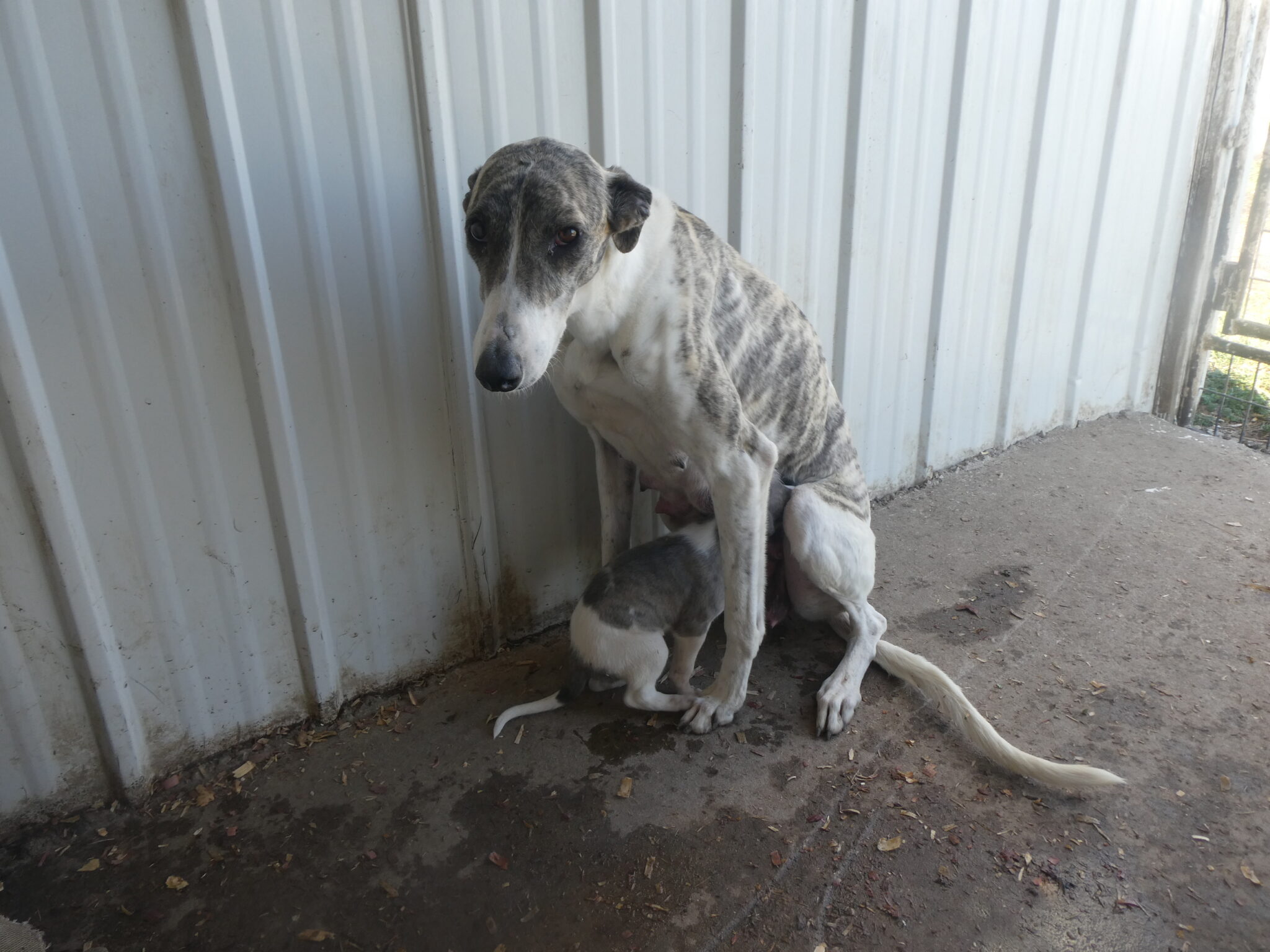 Greyhound/ Mom Susie B & S Kennels