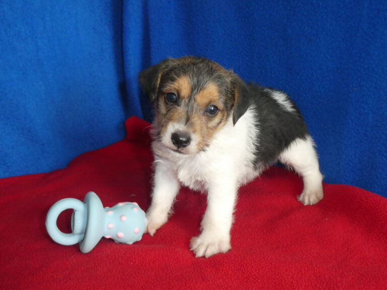 #11 Jack Russell Terrier MALE