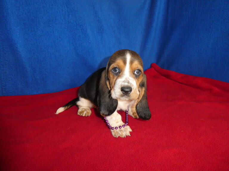 #9 Basset Hound Female