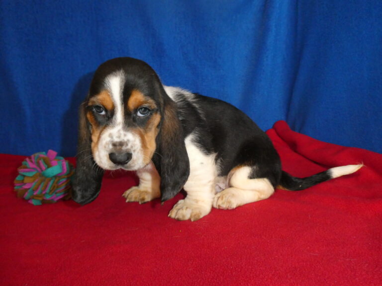 #11 Basset Hound Male