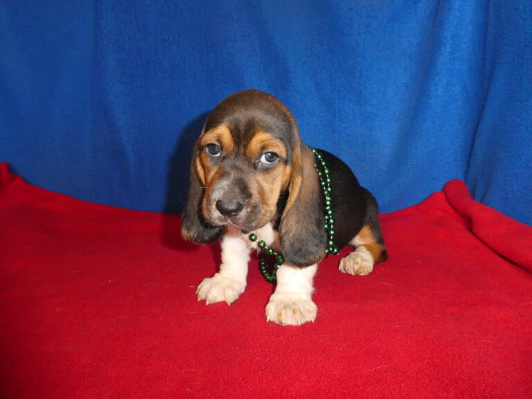 #13 Basset Hound Female