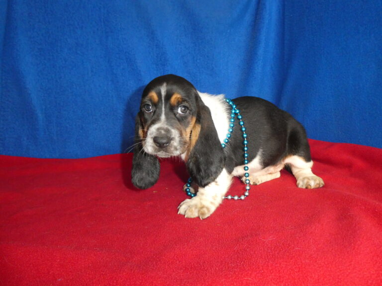 #14 Basset Hound FEMALE