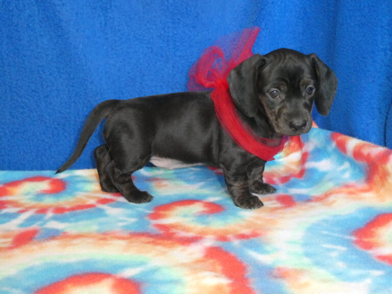 #4 Miniature Dachshund FEMALE