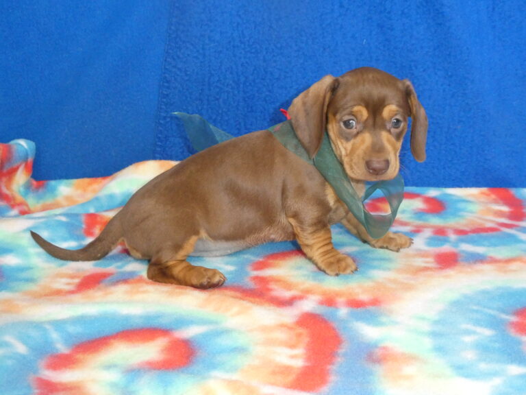 #5 Miniature Dachshund FEMALE