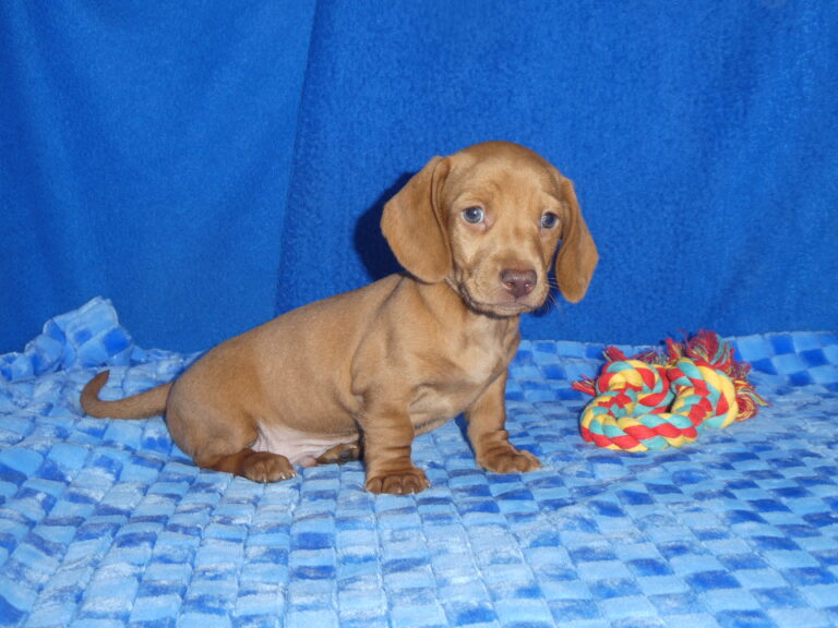 #7 Miniature Dachshund MALE