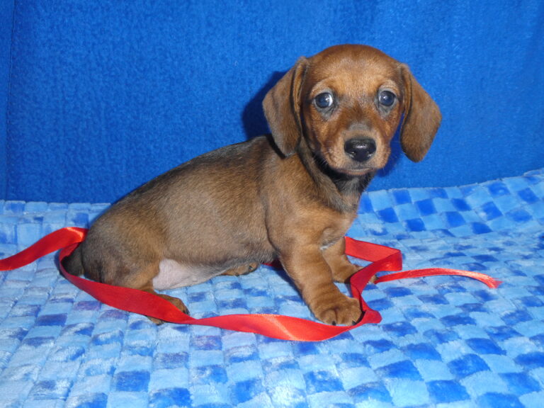 #11 Miniature Dachshund FEMALE