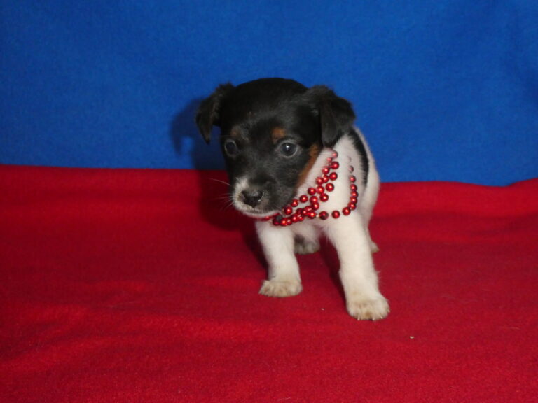 #8 Jack Russell Terrier FEMALE