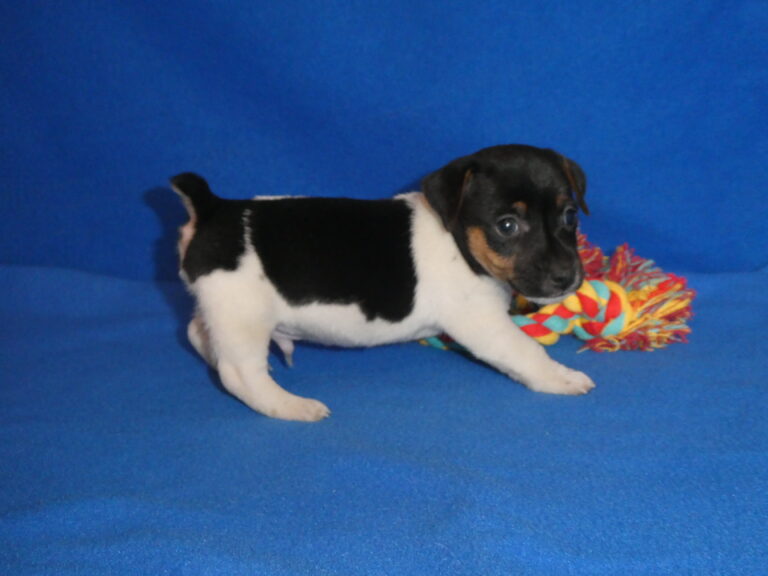 #10 Jack Russell Terrier MALE