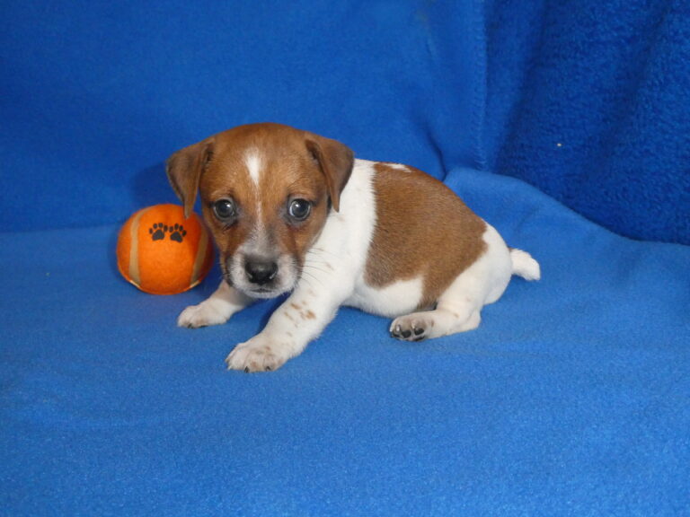 #11 Jack Russell Terrier MALE