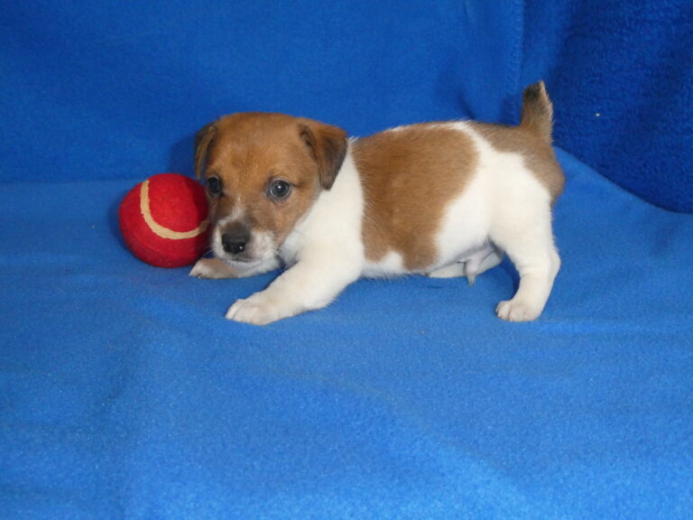 #12 Jack Russell Terrier MALE