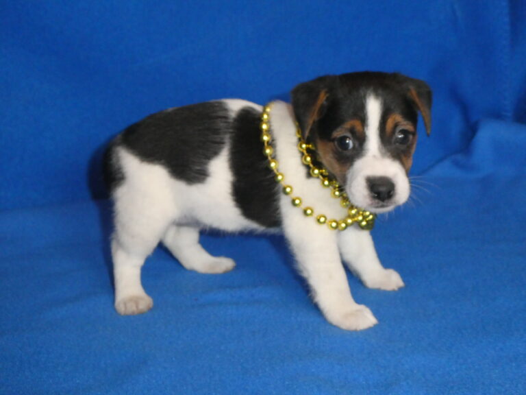 #13 Jack Russell Terrier FEMALE