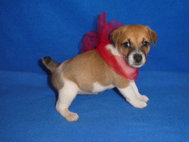 #14 Jack Russell Terrier FEMALE