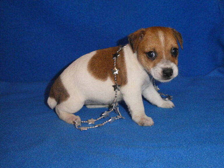 #15 Jack Russell Terrier FEMALE