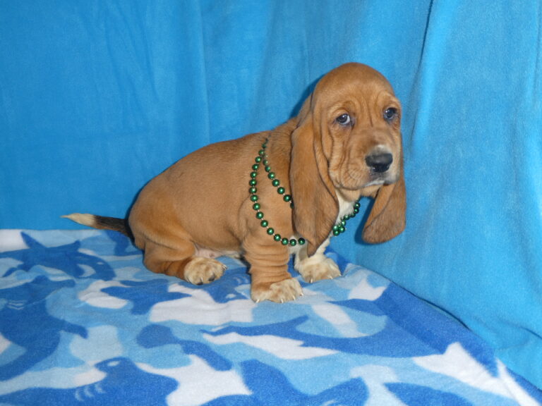 #1 Basset Hound Female