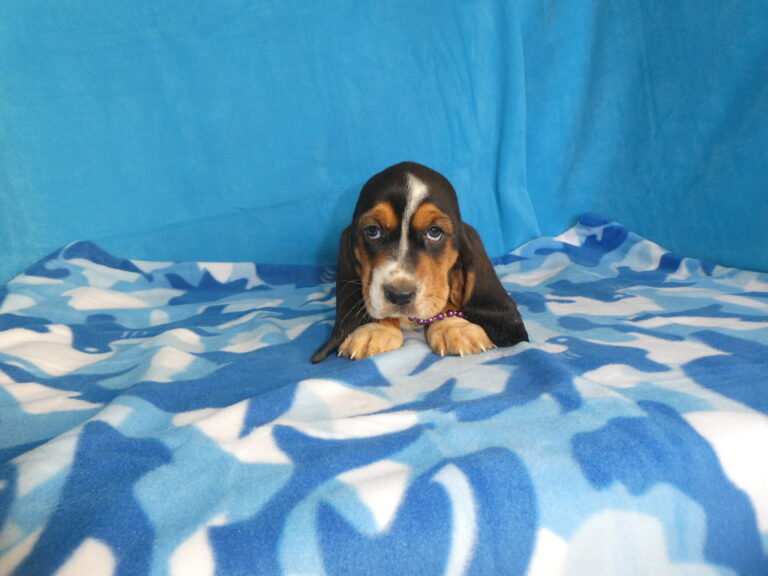 #2 Basset Hound FEMALE