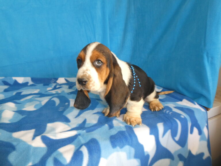 #3 Basset Hound FEMALE