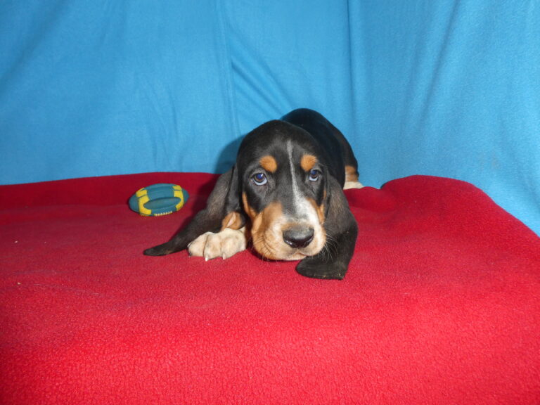 #37 Basset Hound MALE