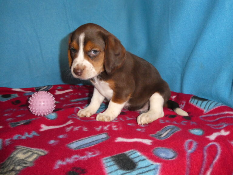 #2 BEAGLE Female