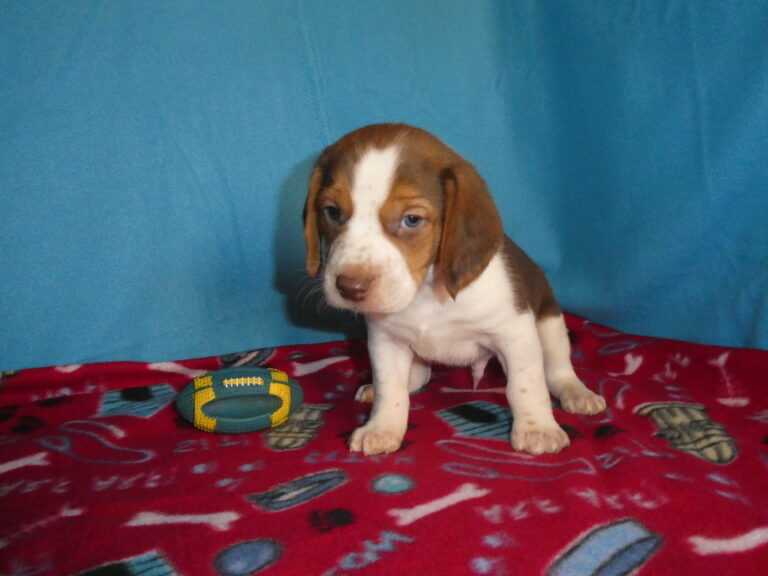 #4 BEAGLE MALE