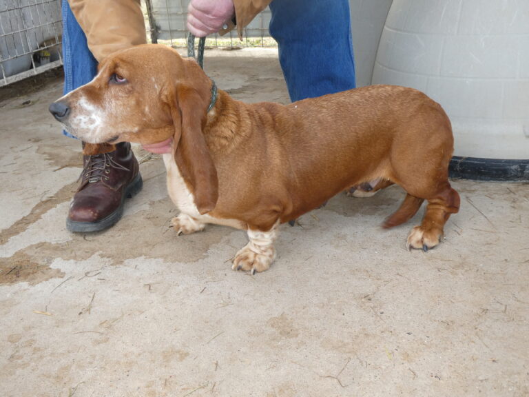 #40 Basset Hound Adult Female